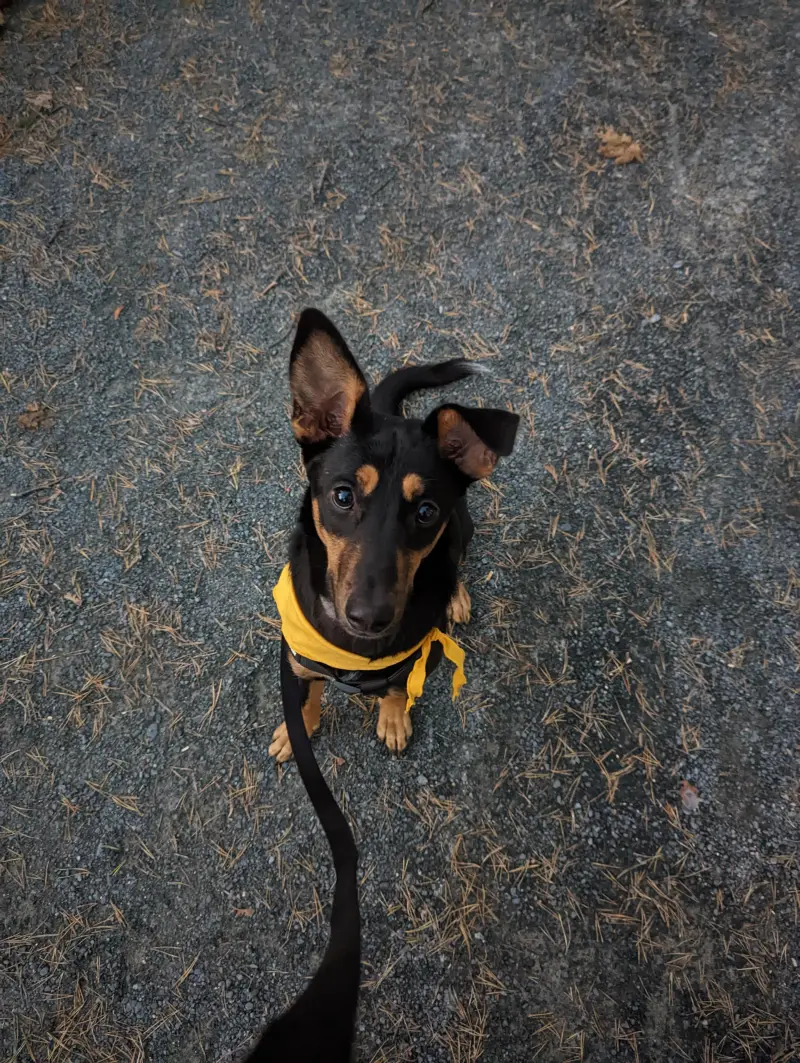 Samara rescue image