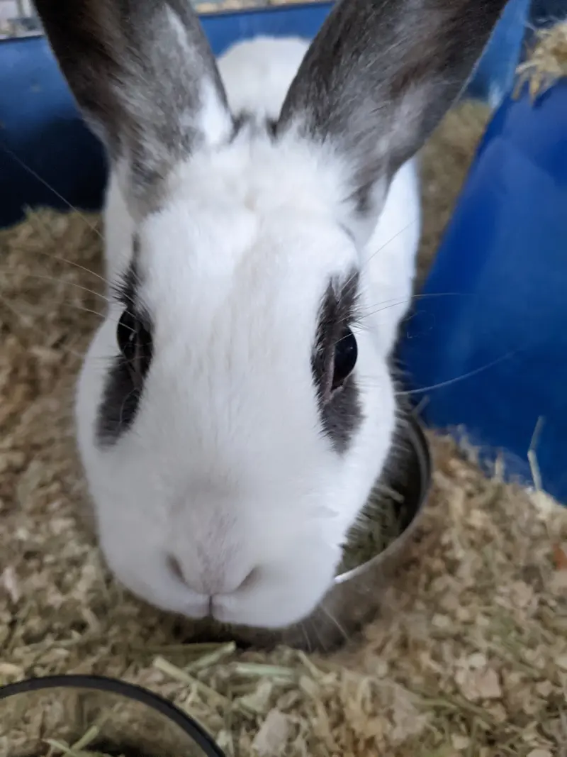 Thumper image